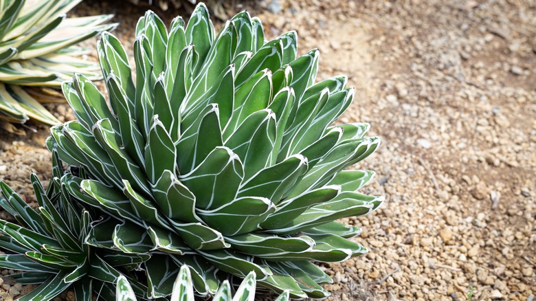 An agave plant in gravel