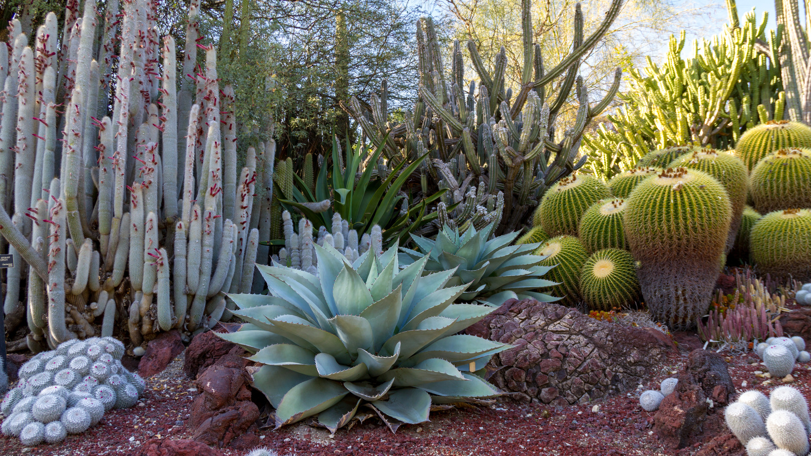 The Best Outdoor Plants If You Live In A Dry Climate