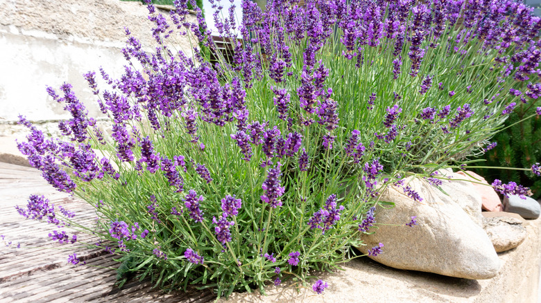 Lavender growing amongst rocks