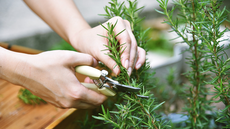 A person cutting a sprig of rosemary