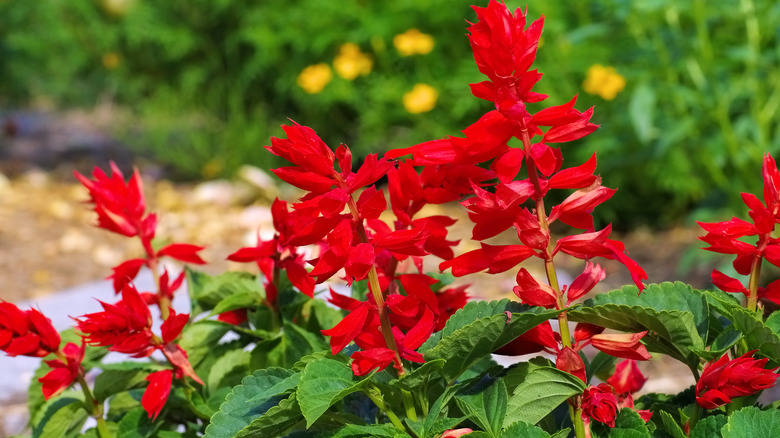 Red salvia blooming