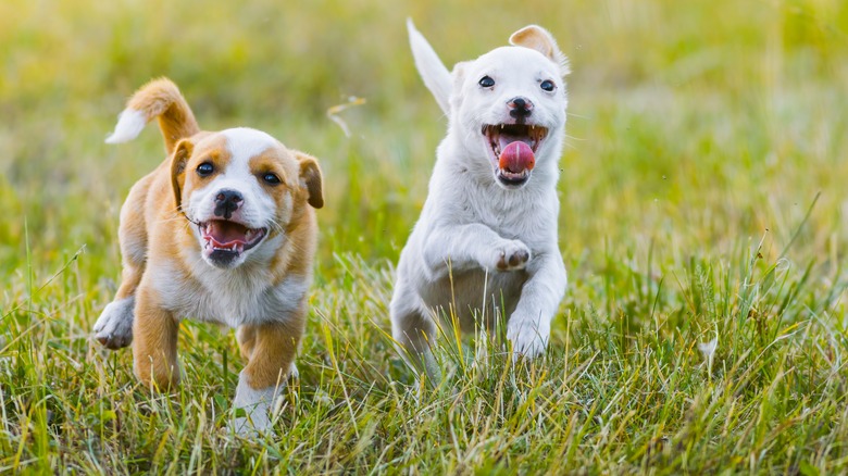 Dogs running in yard