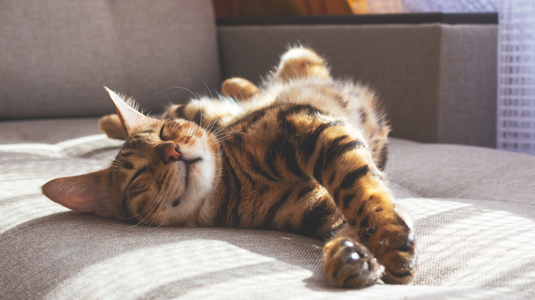 Cat lounging on sofa