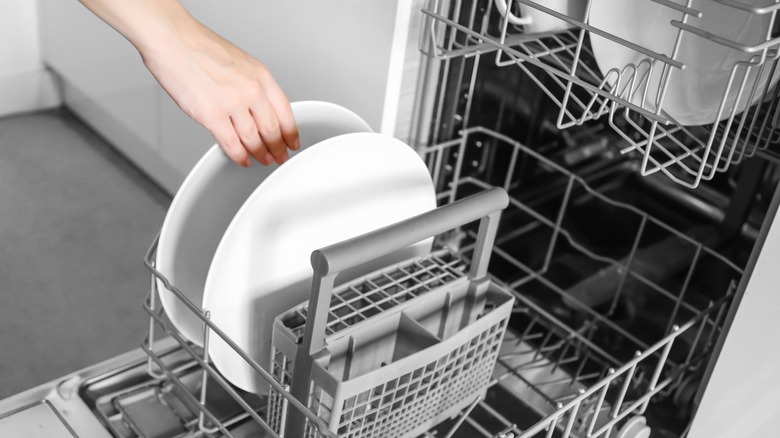 person loading dishwasher