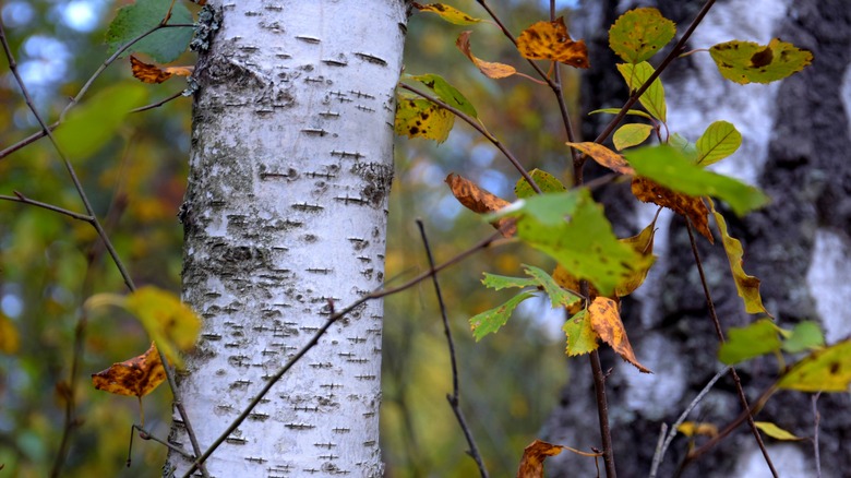 birch bark and leaves