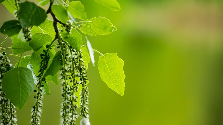 birch leaves and catkins 