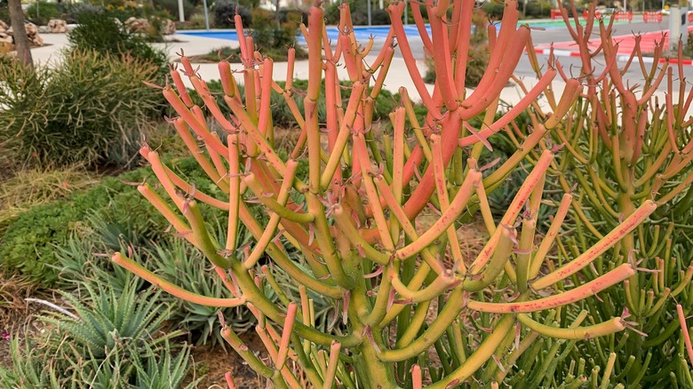 euphorbia tirucalli in landscape