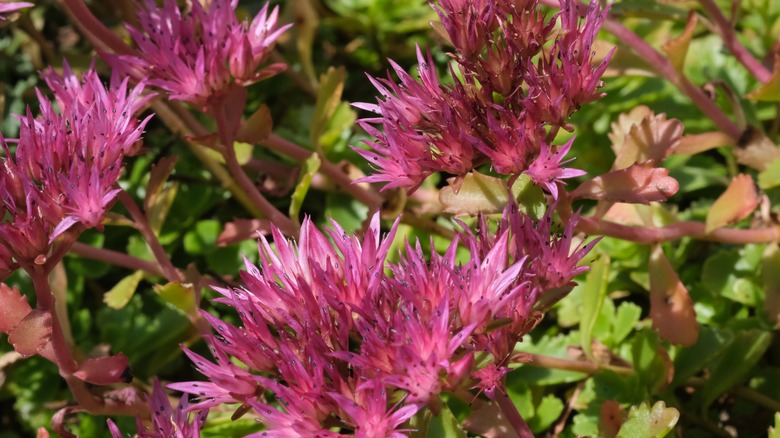 flowers of drangon's blood stonecrop