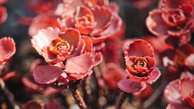 closeup of red stonecrop leaves