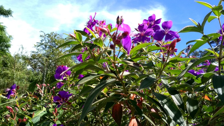 tibouchina urvilleana