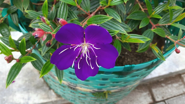 tiboucina urvilleana in pot