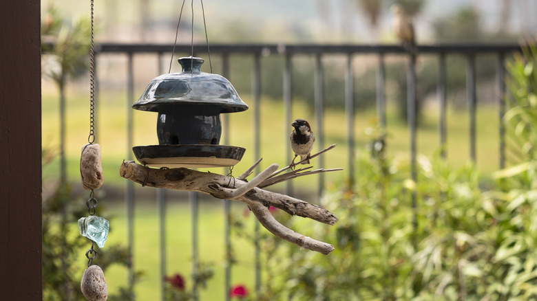 bird on a bird feeder