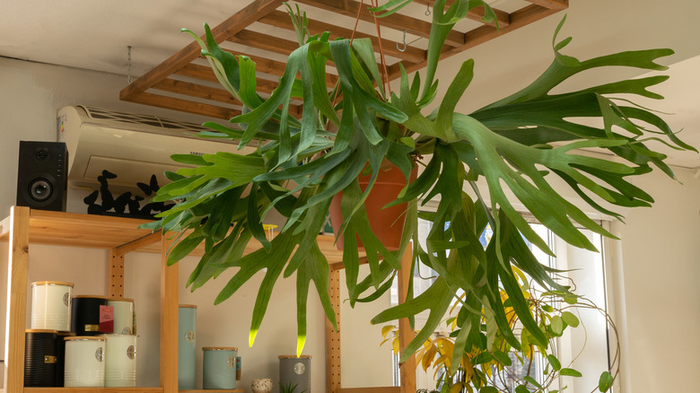 Staghorn fern hanging from ceiling