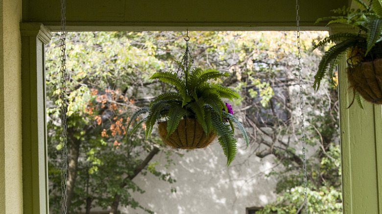 Boston fern hanging on porch