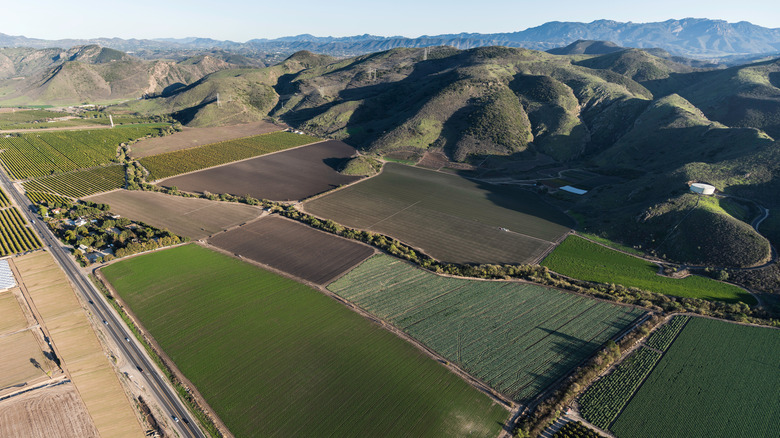 Aerial view Santa Rosa vineyard