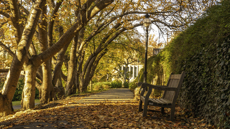 Autumn leaves in New Jersey