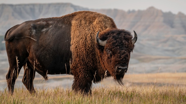 South Dakota wildlife