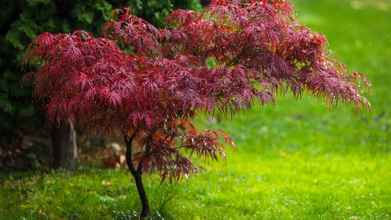 Small Red-leafed Japanese maple tree in yard