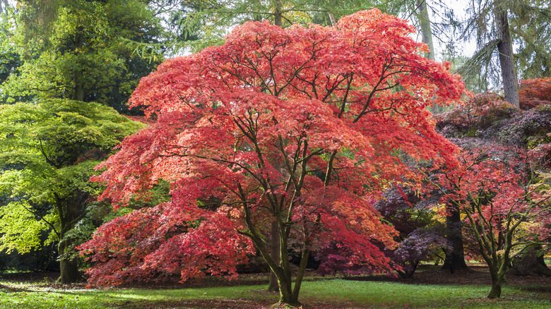 Large red-leaf Japanese maple in a landscape