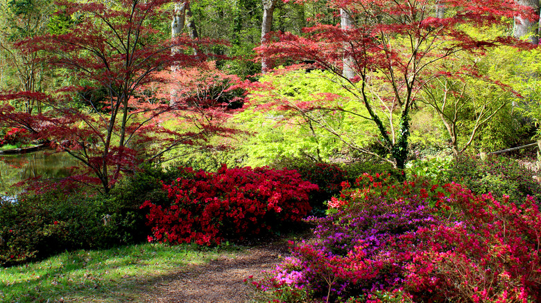 Japanese maples trees with red and purple blooming azaleas