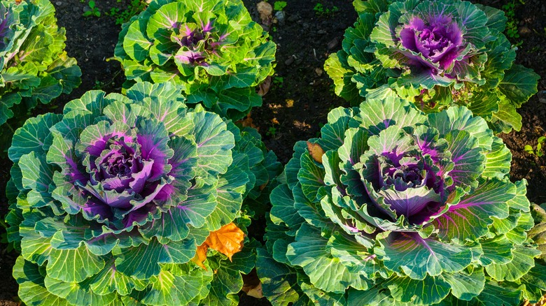 Ornamental cabbages in a garden