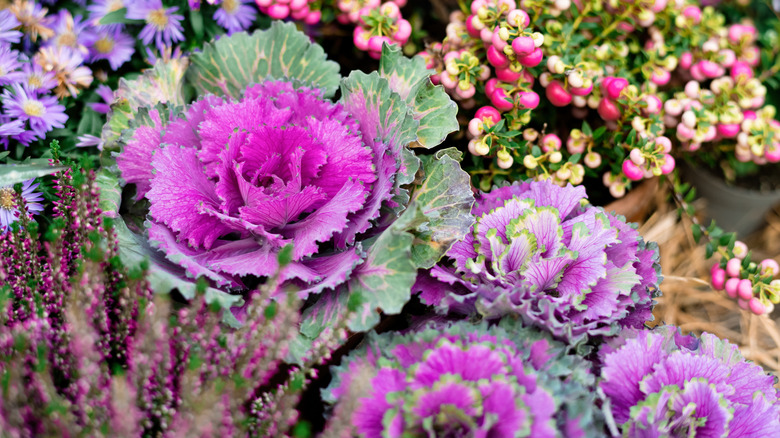 Close-up of bright purple ornamental cabbages