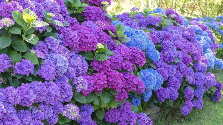 A row of blue and purple flowering broadleaf hydrangeas lights up a garden with color..