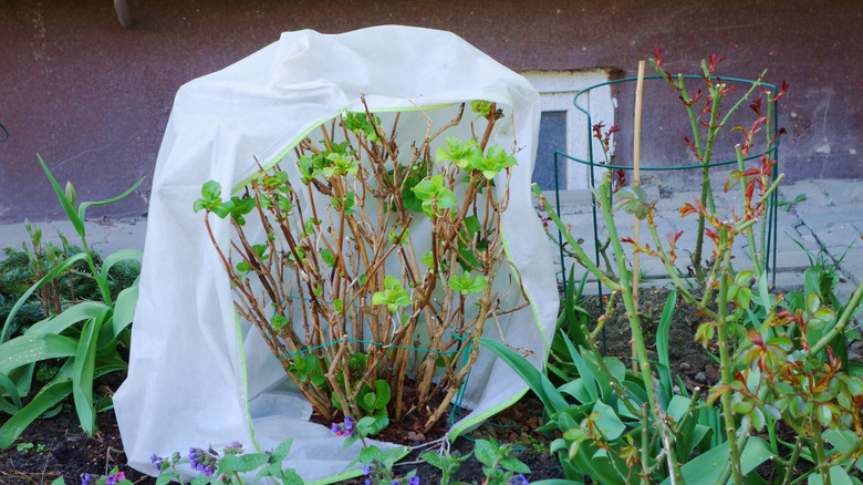 A hydrangea is covered in sheer fabric to protect it from frost and wind.