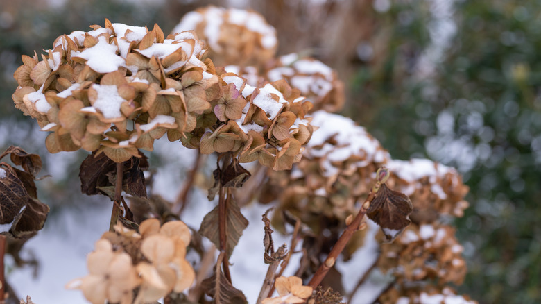 A broadleaf hydrangea with dried flowers has a light coating of snow.