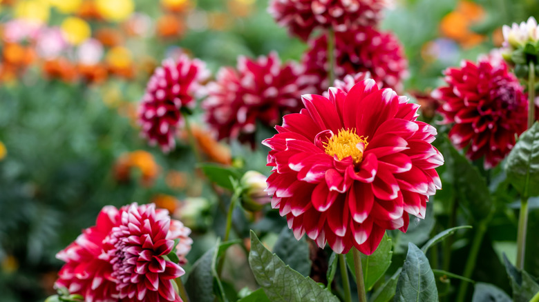 Dahlias blooming in garden