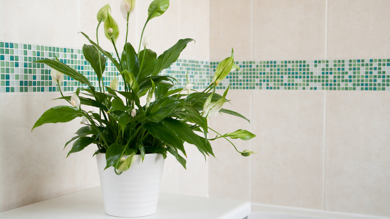 Peace lily on ledge in bathroom