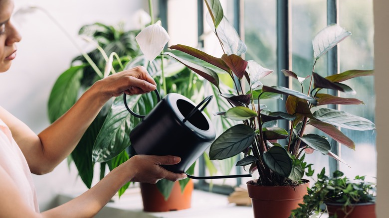 Woman waters peace lily