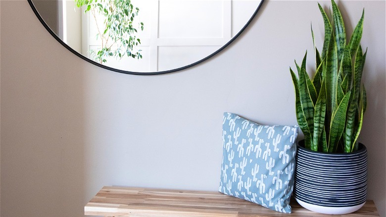 Snake plant on foyer bench