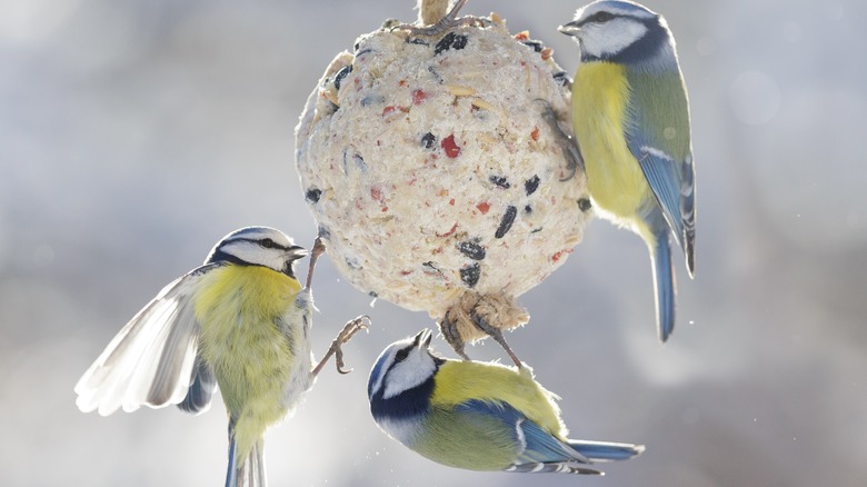 three birds feeding from suet ball in winter