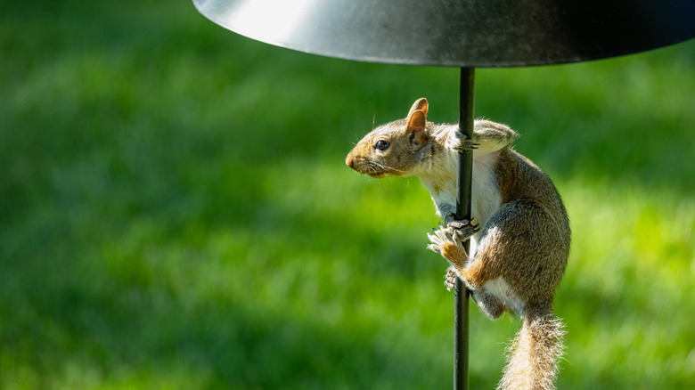 Squirrel on a feeder pole that can't climb past a baffle