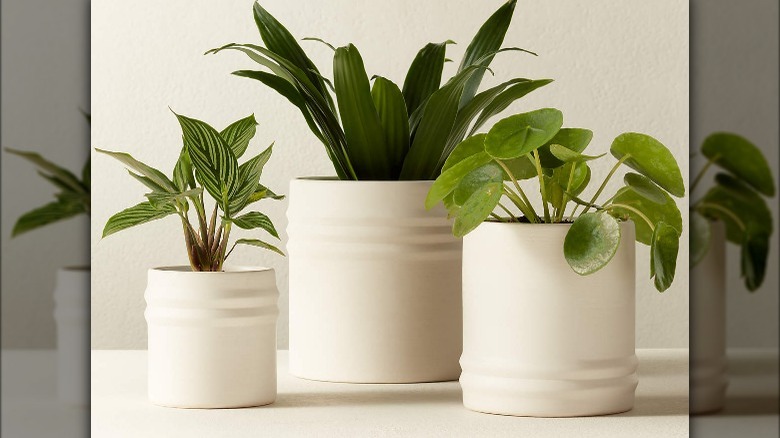 Three white plant pots