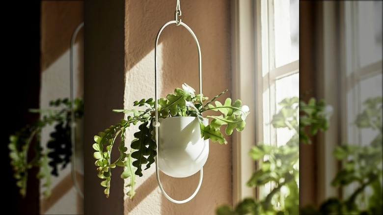 Hanging plant pot white
