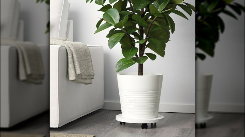 White ceramic planter