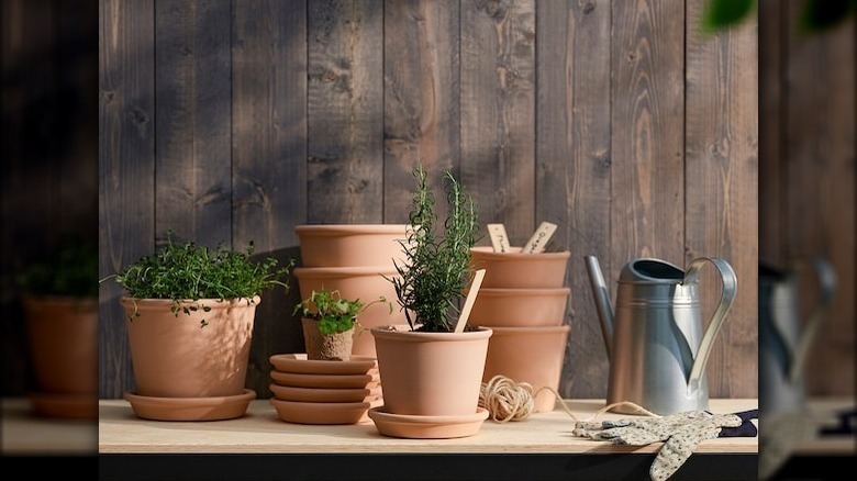 Terracotta plant pots