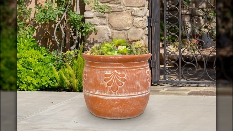 Terracotta plant pot