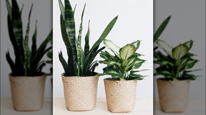 Seagrass basket planters