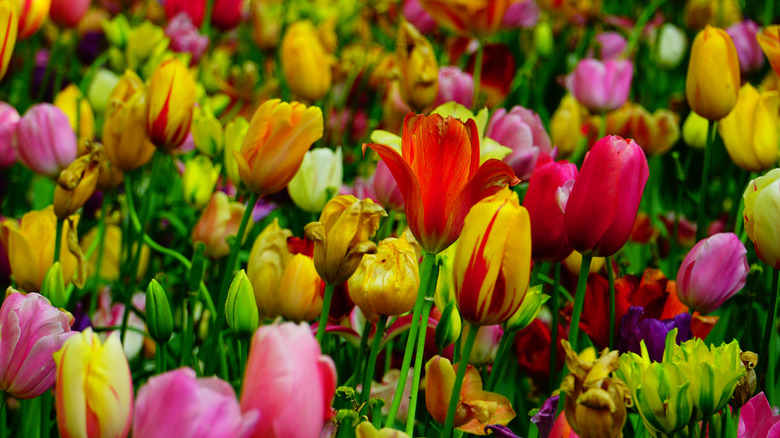 yellow, pink, and red tulips