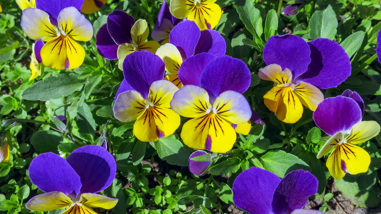 yellow and purple pansies 