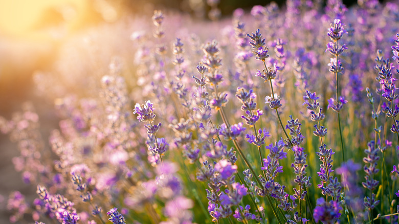 purple lavender field with sunlight 