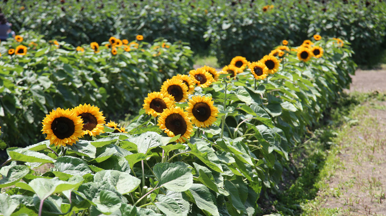 rows of sunflowers