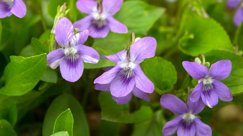 violet flowers with bright green leaves 