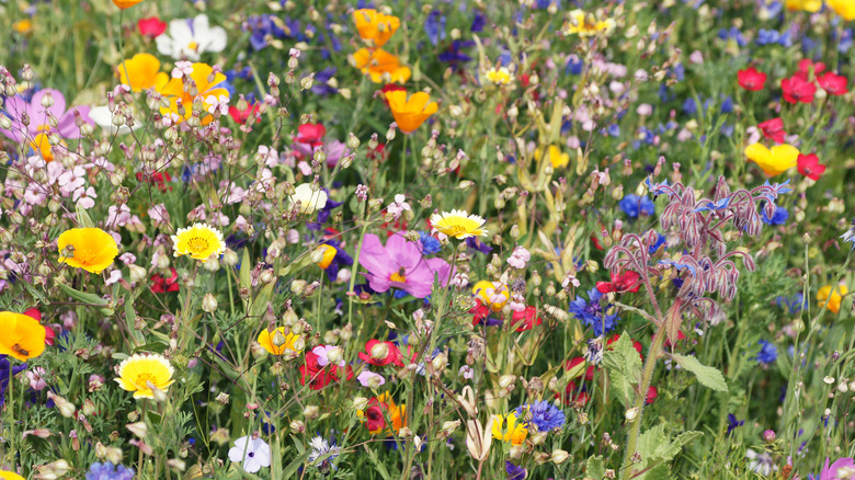 colorful wildflowers 