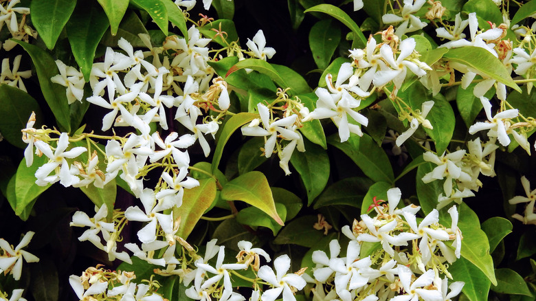 white jasmine flowers with green leaves 