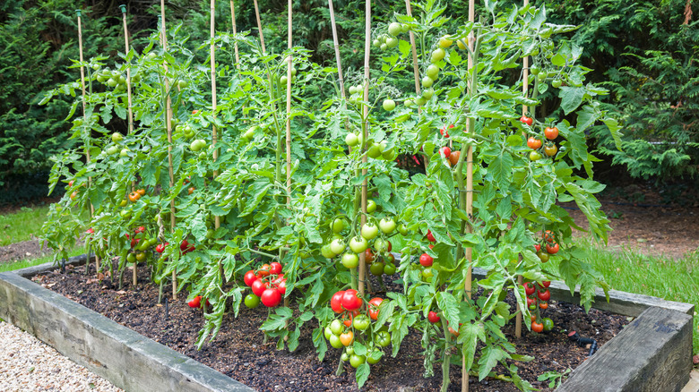 Tomato garden with bright red tomatoes 