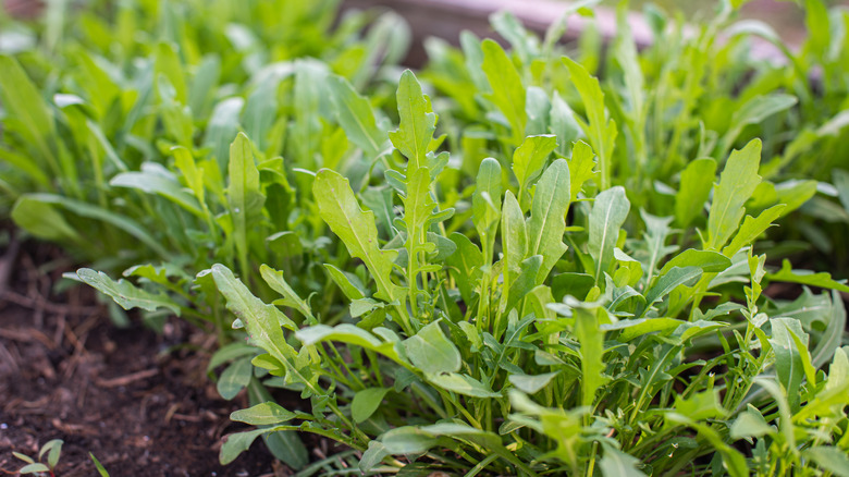 arugula plants in a garden